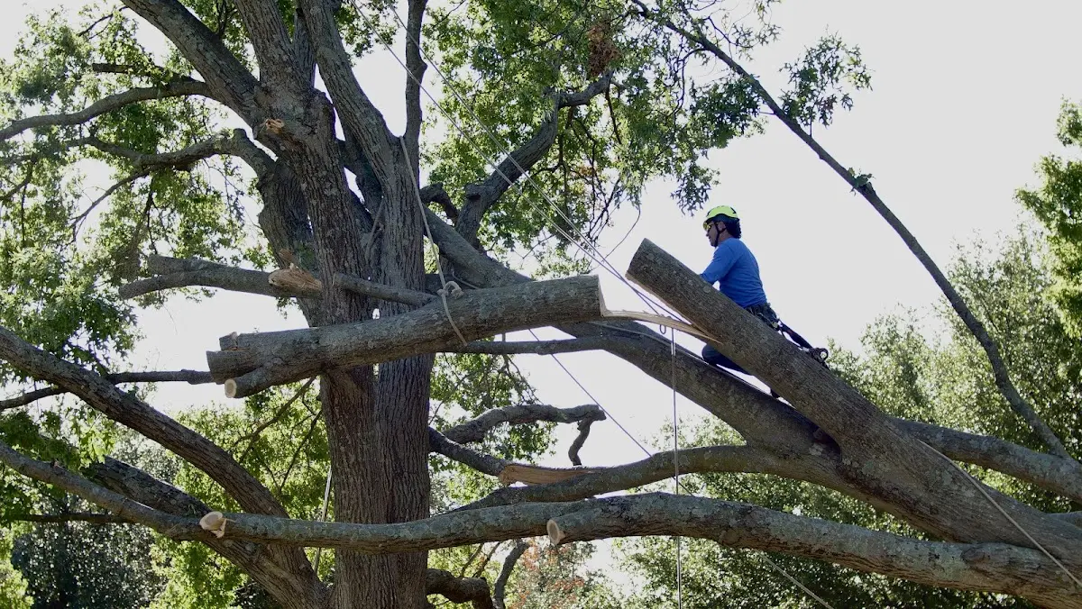 Professional Crown Thinning performed by certified arborists in Winnebago